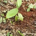 Cacao