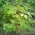 Moringa