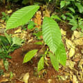 Cacao
