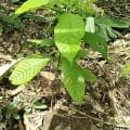 Cacao