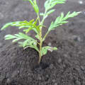 Grevillea