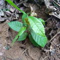 Cacao
