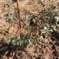 Fillirea