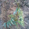 Tephrosia