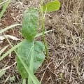 Tamarillo