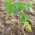 Papaya