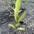 Black Mangrove