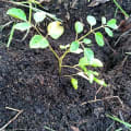 Moringa