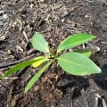 Red Mangrove