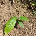 Cacao