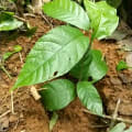 Cacao