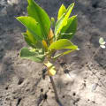Mangrovia Rossa
