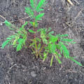 Leucaena