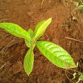 Leshy
