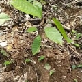 Cacao