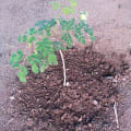 Moringa