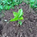 Tree fu tom