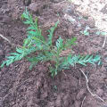 Grevillea