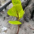Mangrovia Bianca