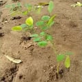 Moringa