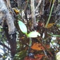 Mangrove Rouge