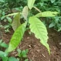 Cacao