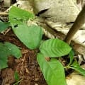 Cacao