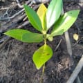 Mangrovia Rossa