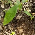 Cacao