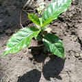 Luchino's Tree2