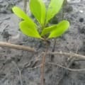 Mangrove Blanche