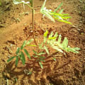 Tefrosia