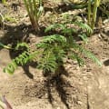 Acacia Polycantha