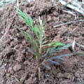 Grevillea