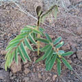 Tephrosia