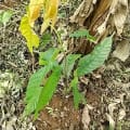 Cacao