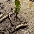 White Mangrove