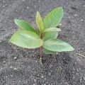 Guava