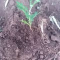 Grevillea