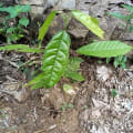 Cacao