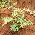 Grevillea