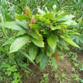 Cacao