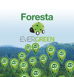 Foresta Evergreen
