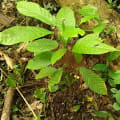 Cacao