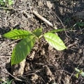 Cacao