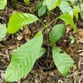 Cacao