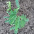 Acacia Polycantha