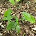 Cacao