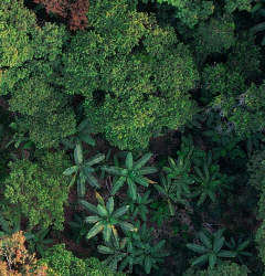 La Foresta Incantata