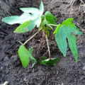 Papaya